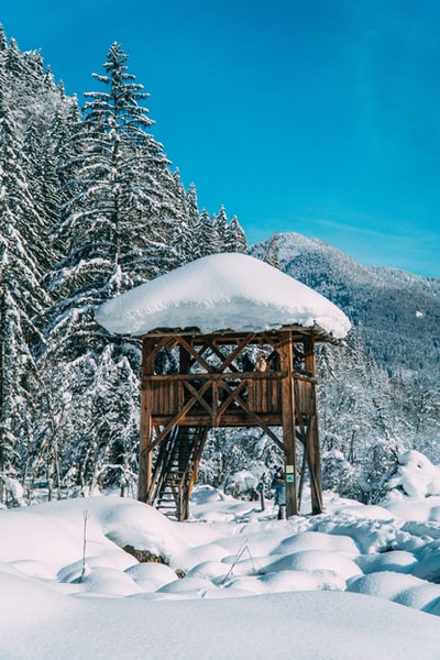 白天树木附近覆盖着雪的棕色木屋